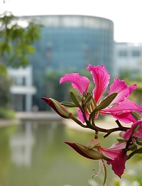 清華大學(xué)深圳研究生院